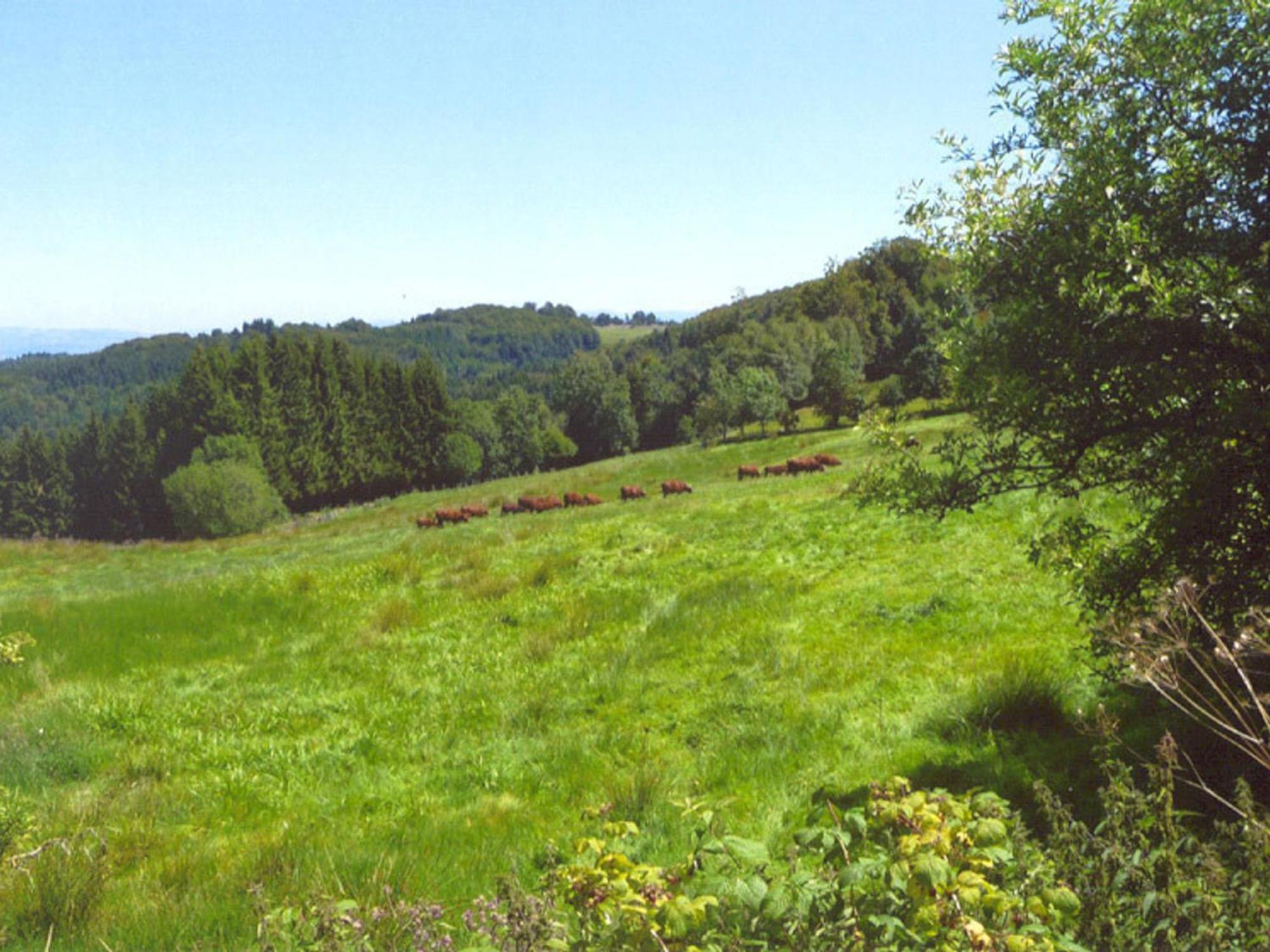 Charmant Gite Avec Terrasse, Cheminee Et Jardin, A Proximite Des Bois, Animaux Acceptes - Fr-1-496-205 Saint-Jean-Soleymieux Dış mekan fotoğraf
